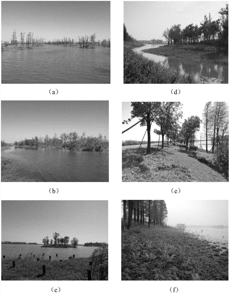 Levee-type lakeside zone multi-niche three-dimensional vegetation construction method