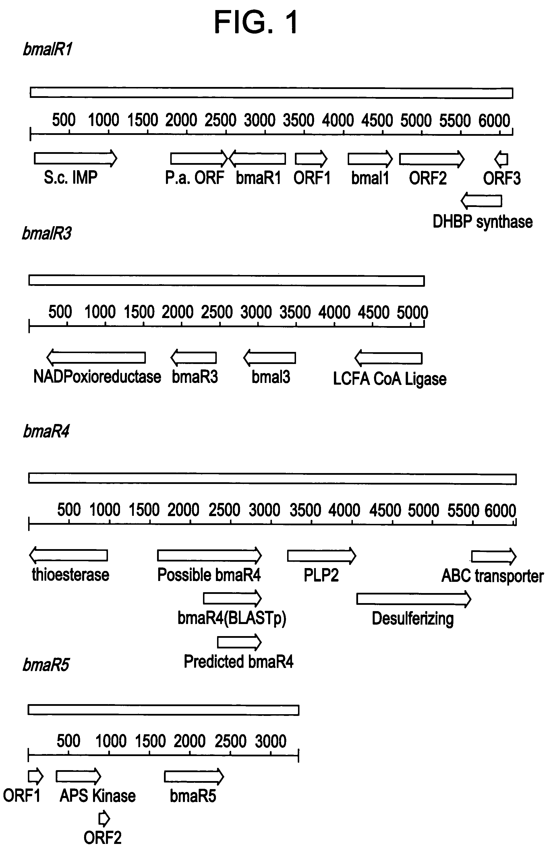 Glanders/meliodosis vaccines