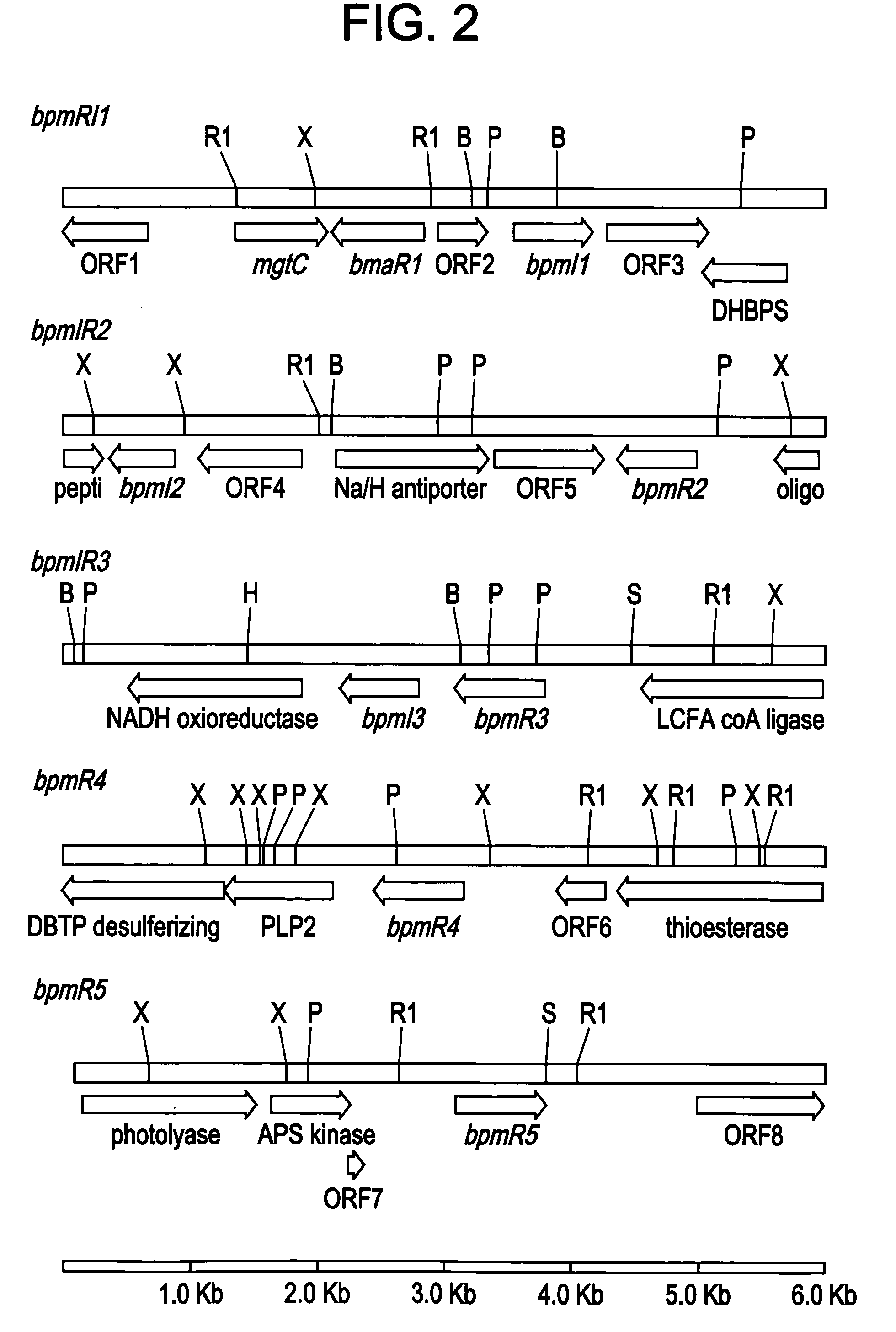 Glanders/meliodosis vaccines