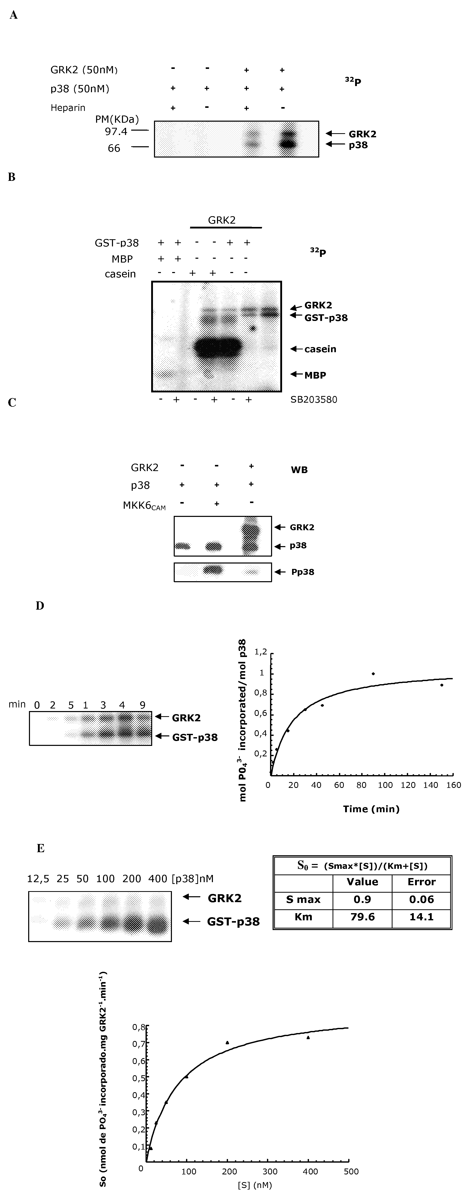 Phosphorylation Site Of Mitogen-Activated Protein Kinases, Modified Proteins And Applications