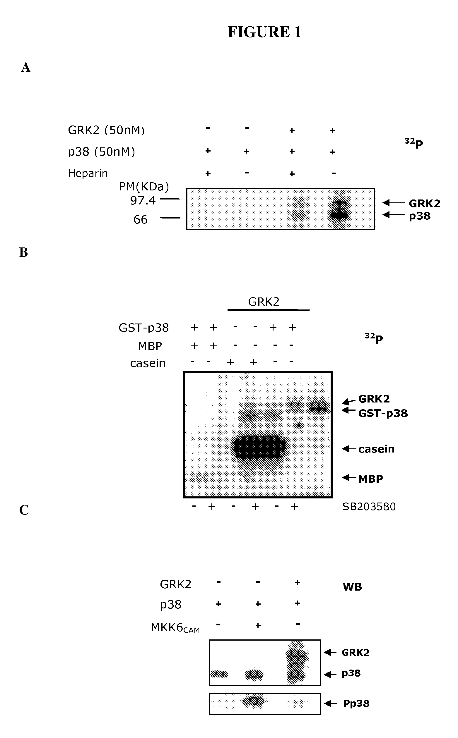 Phosphorylation Site Of Mitogen-Activated Protein Kinases, Modified Proteins And Applications