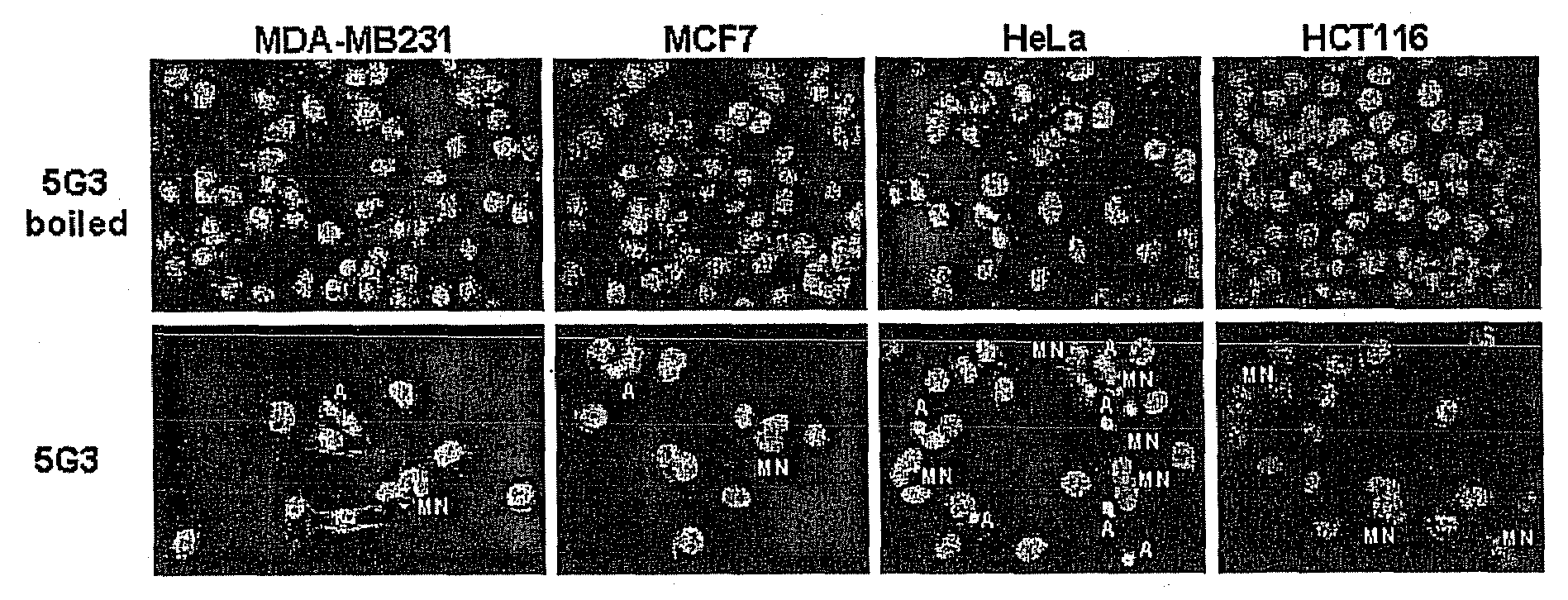 Antibody-Mediated Induction of Tumor Cell Death