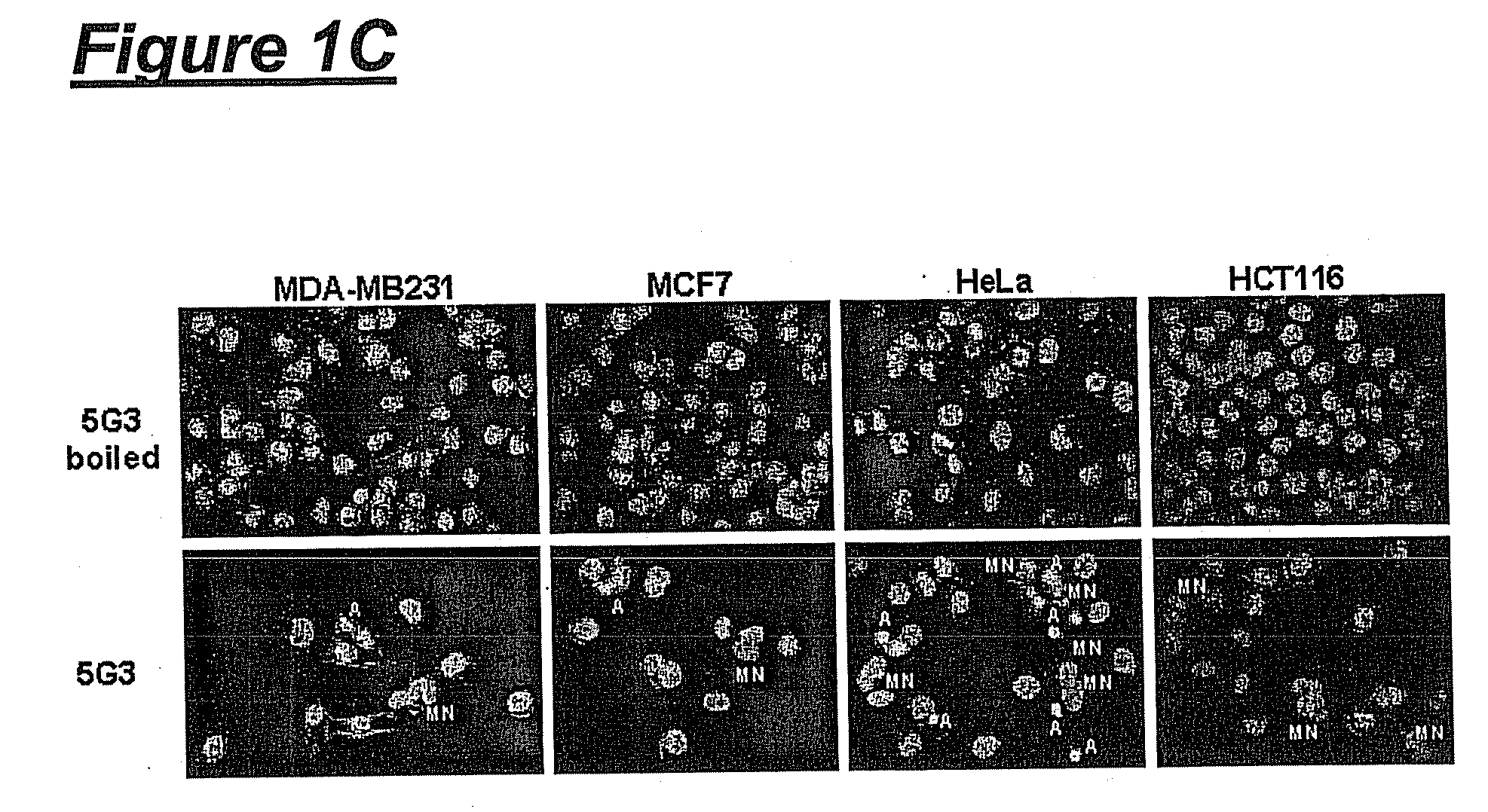 Antibody-Mediated Induction of Tumor Cell Death