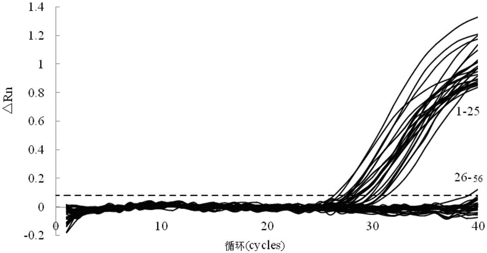 Primer and probe for fluorescence quantitative PCR of phomopsis amydalina TaqMan