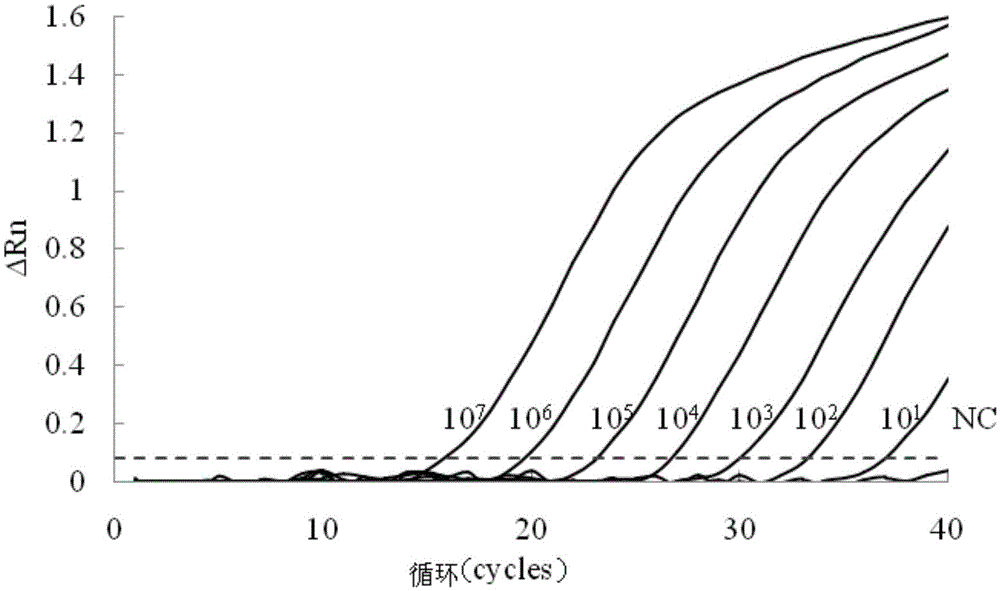 Primer and probe for fluorescence quantitative PCR of phomopsis amydalina TaqMan