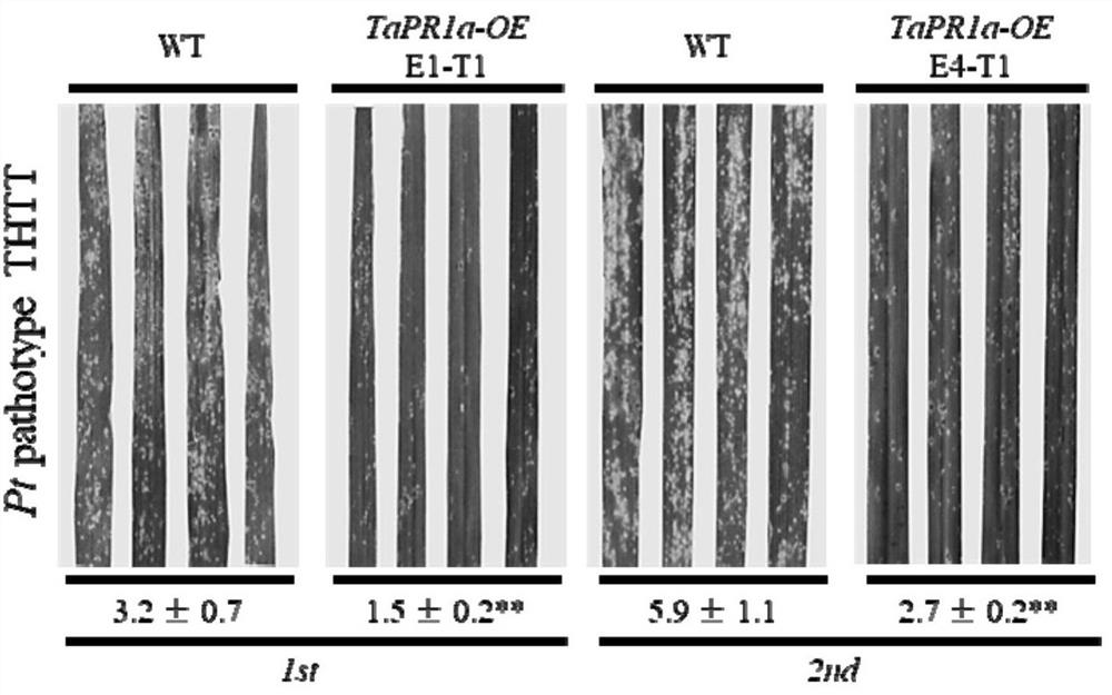 Wheat disease course related protein TaPR1a gene and application thereof in wheat stripe rust and leaf rust resistance