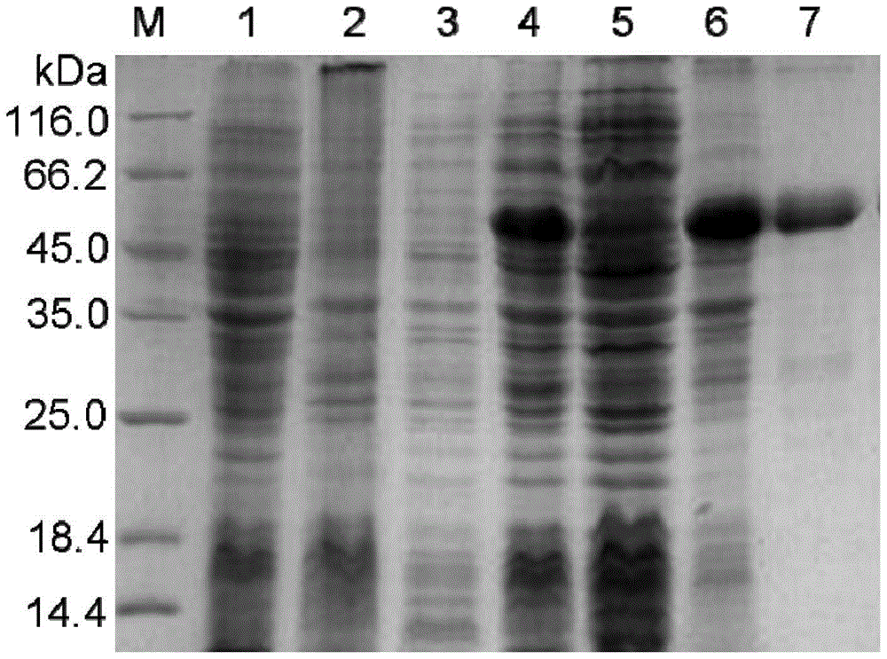 An ELISA kit for detecting liver fluke IgG4 antibody and its preparation method