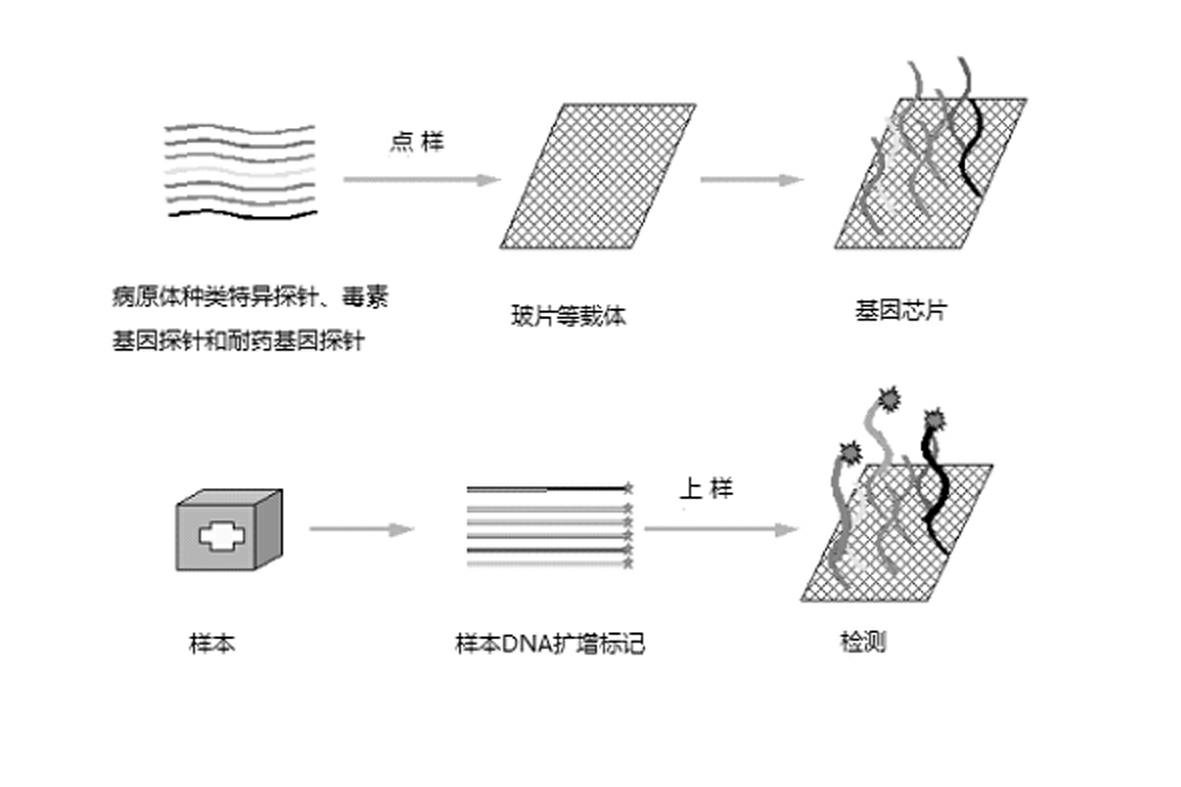 Gene chip for high-flux detection of pathogens and application thereof