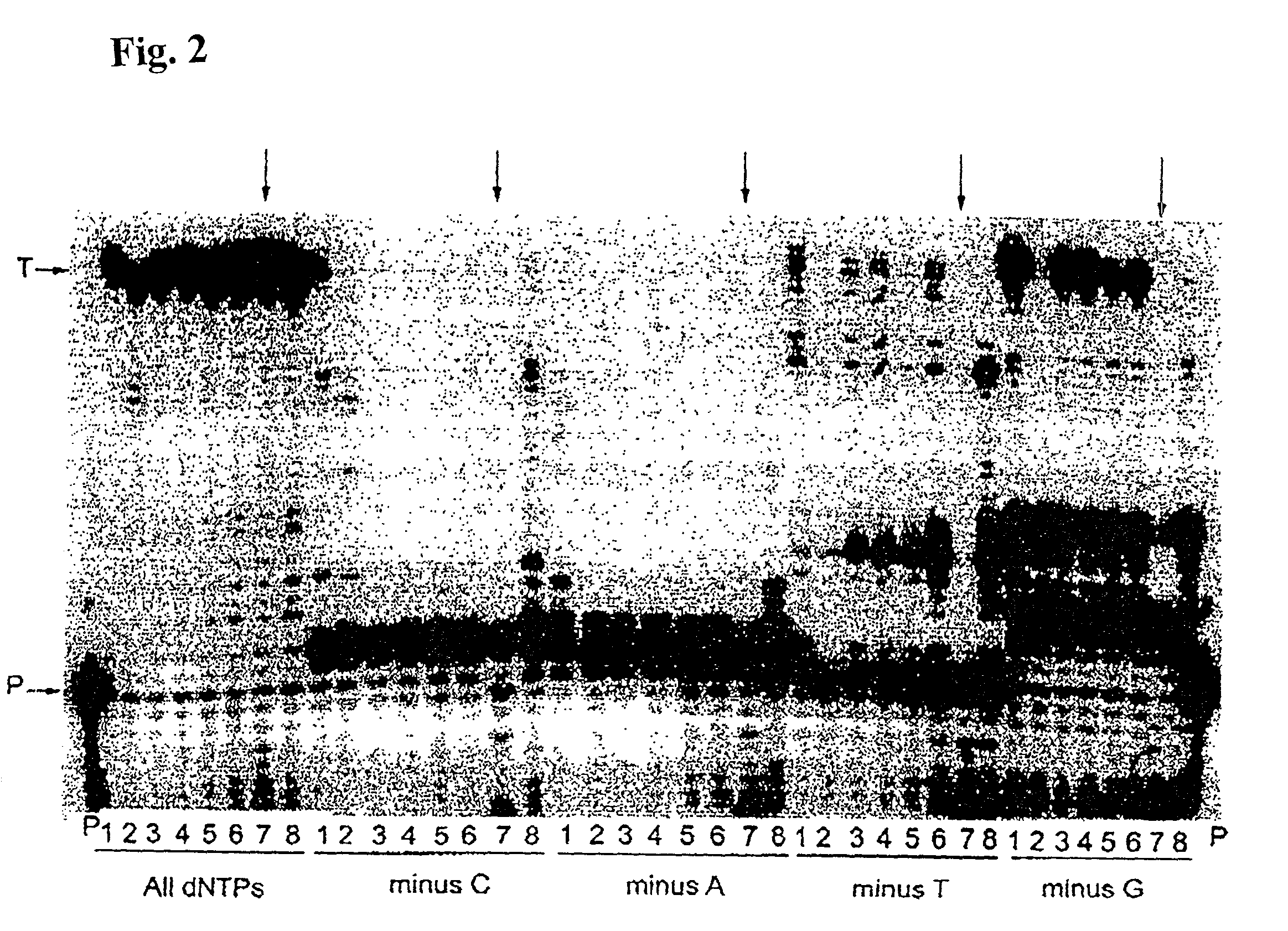 High fidelity reverse transcriptases and uses thereof