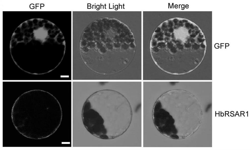 Potassium ion transporter protein HbRAR1 and application thereof in regulation and control of potassium transport of plants