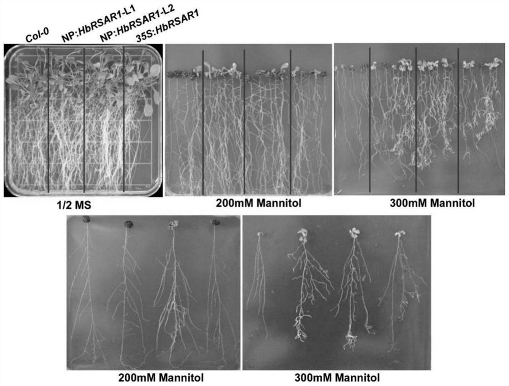 Potassium ion transporter protein HbRAR1 and application thereof in regulation and control of potassium transport of plants