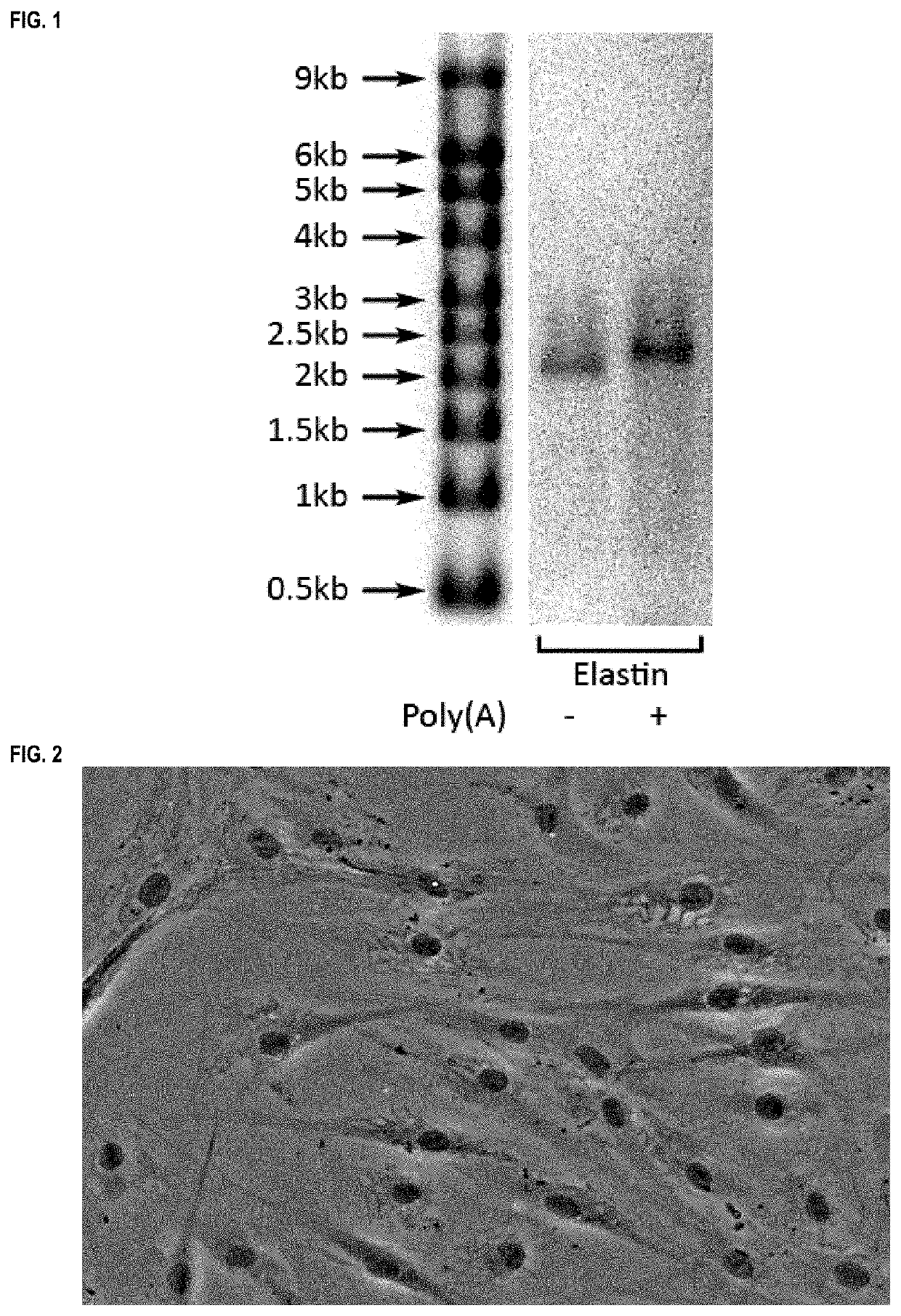 Methods and products for nucleic acid production and delivery