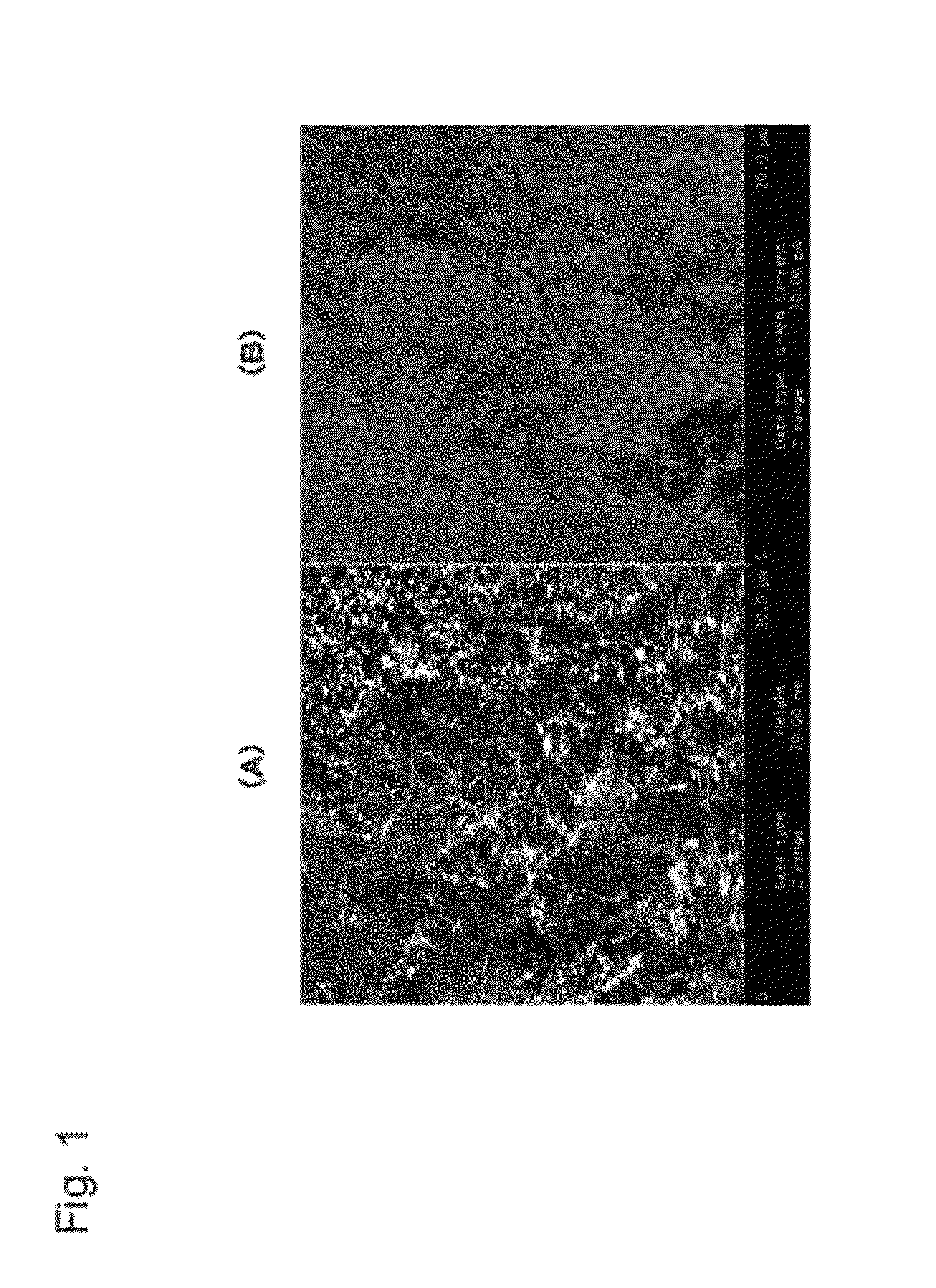 Carbon nanotube dispersion liquid and method for manufacturing semiconductor device