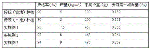 Gastrodia elata f.glauca planting method applicable to flat land