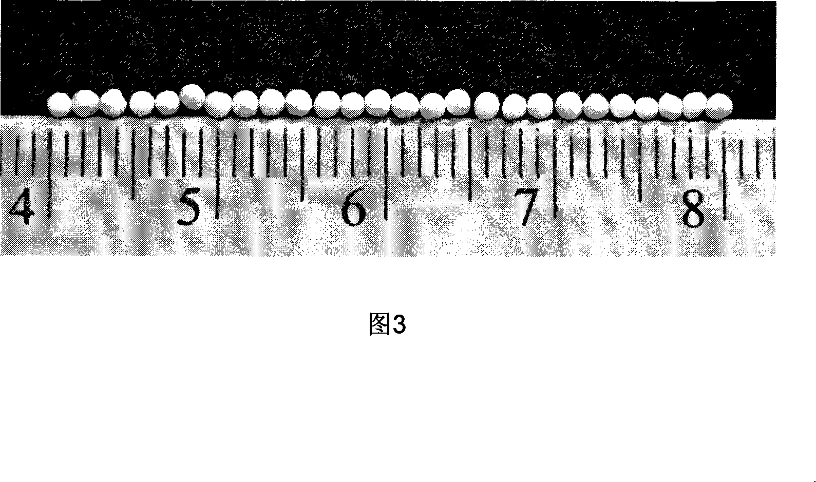 Immune bovine colostrum and method for preparing bifidobacteria composite tiny capsule and pill