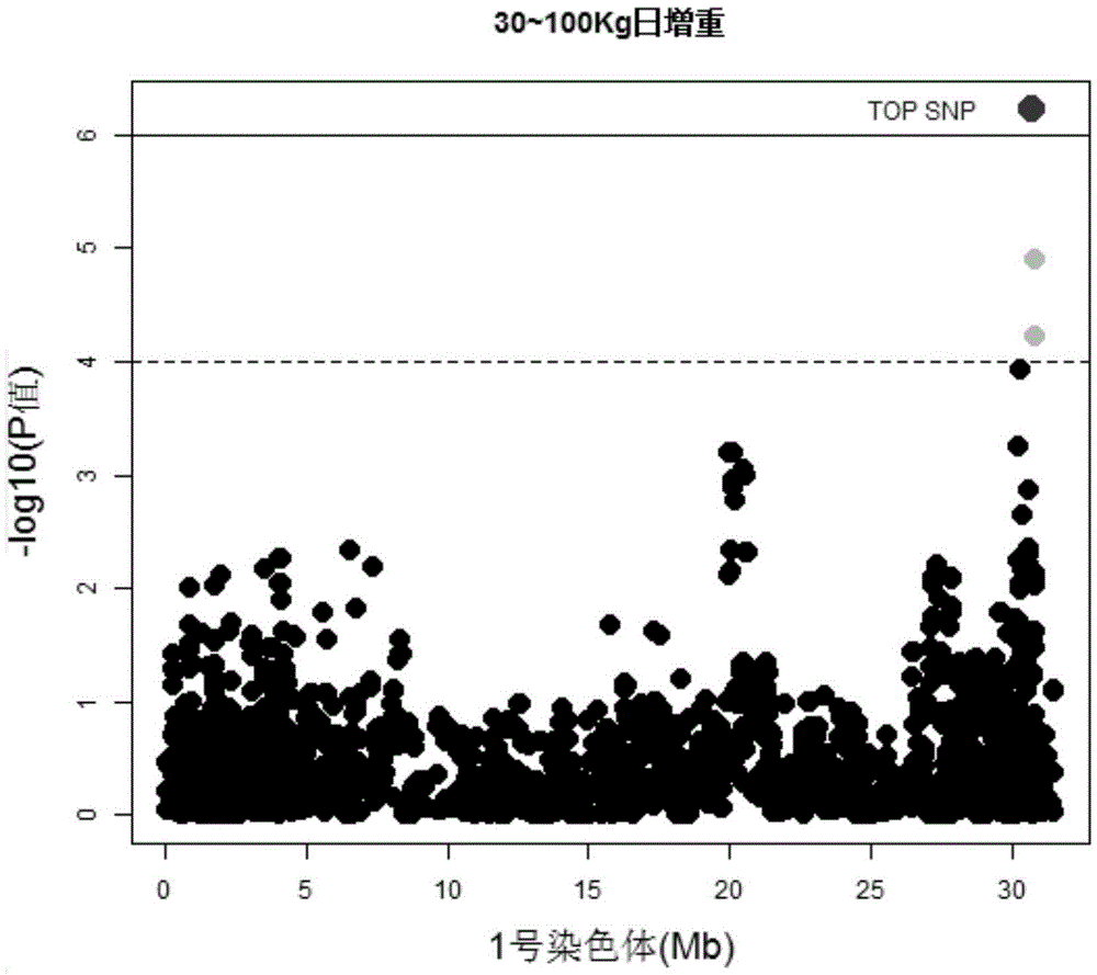 Molecular marker affecting daily gain character of pigs and application of molecular marker