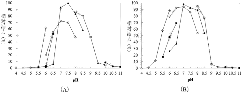 Bacterium beta-galactosidase as well as encoding gene and application thereof