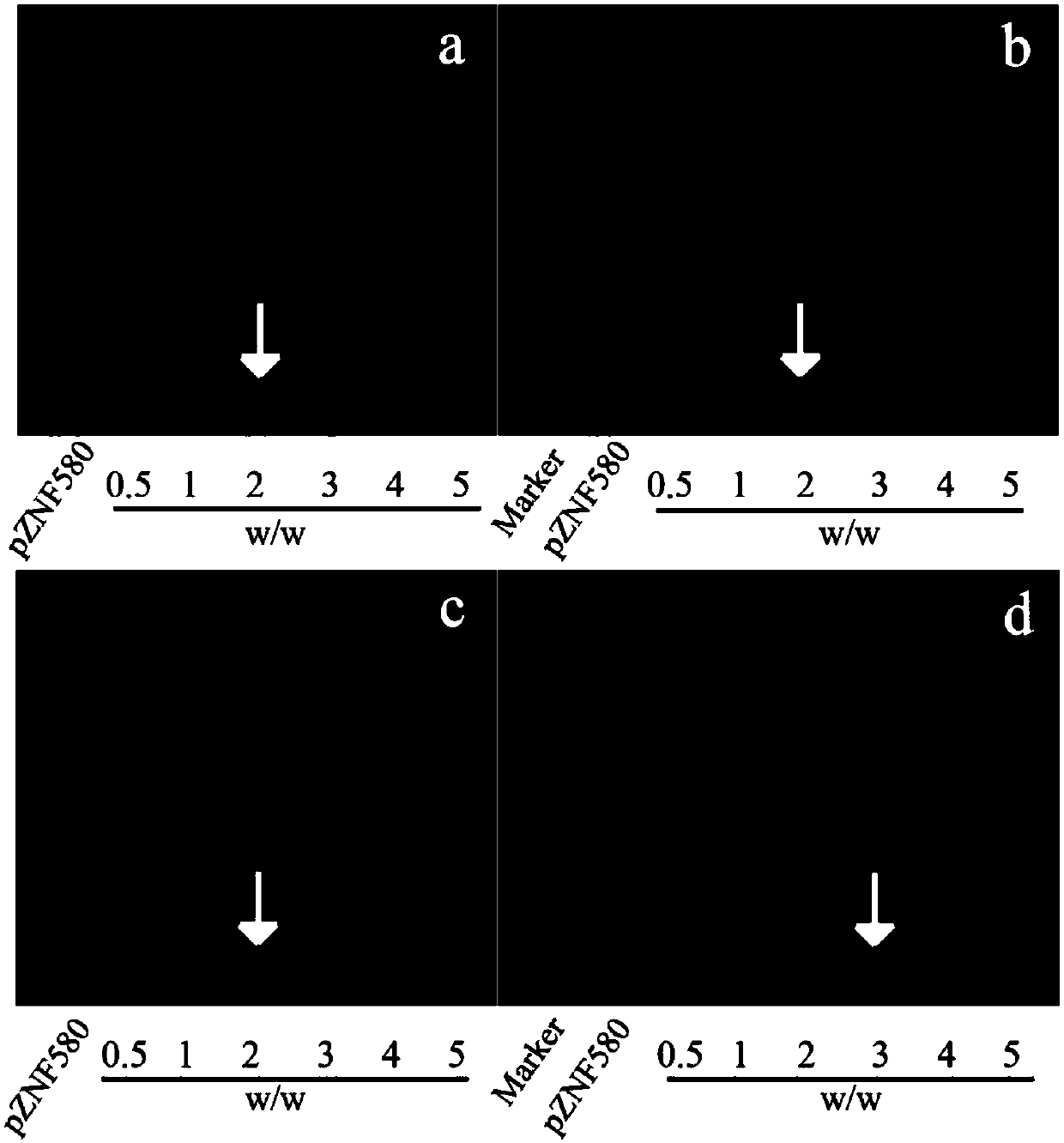 Targeting cell-penetrating peptide vector based on histidine and application