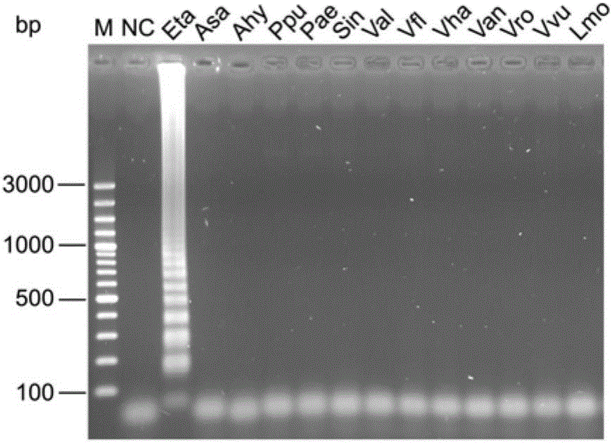 Primers and probe sequence for edwardsiella tarda LAMP-LFD detection and application of primers and probe