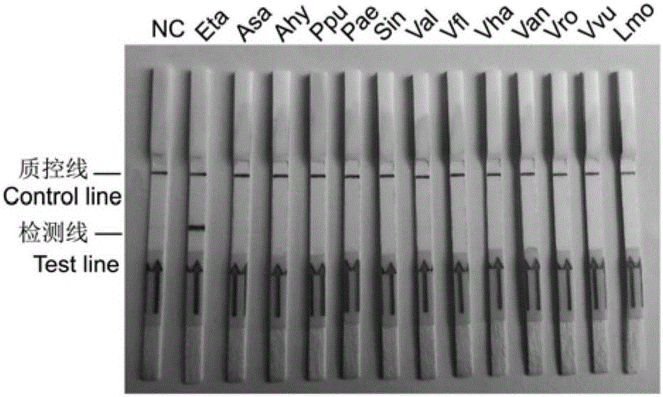 Primers and probe sequence for edwardsiella tarda LAMP-LFD detection and application of primers and probe