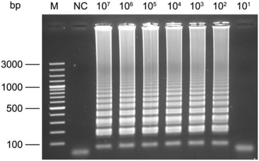 Primers and probe sequence for edwardsiella tarda LAMP-LFD detection and application of primers and probe