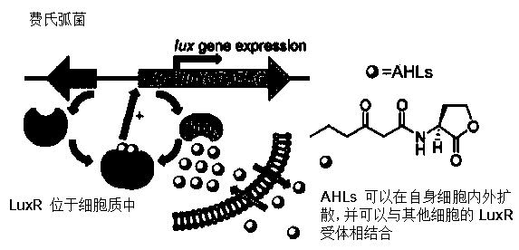 Method for rapidly screening bacterial quorum sensing inhibitor (QSI) by utilizing suicide gene