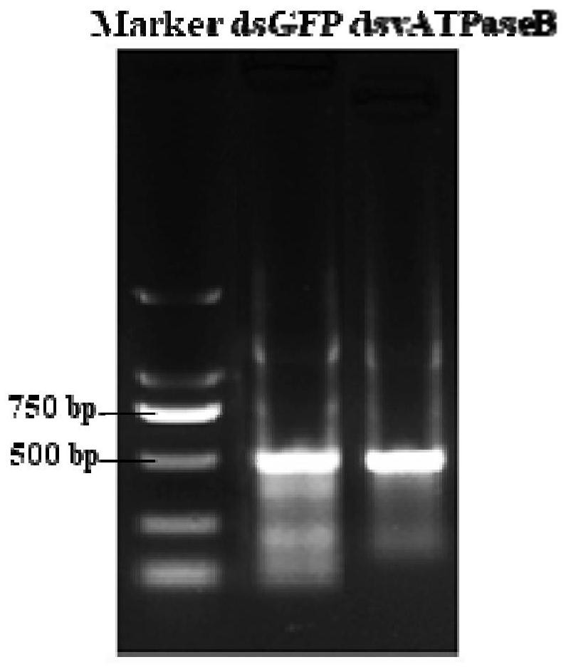 High lethal gene vatpase B and its application against ladybugs