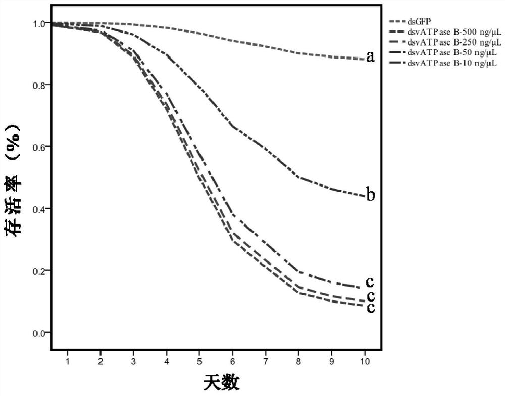 High lethal gene vatpase B and its application against ladybugs