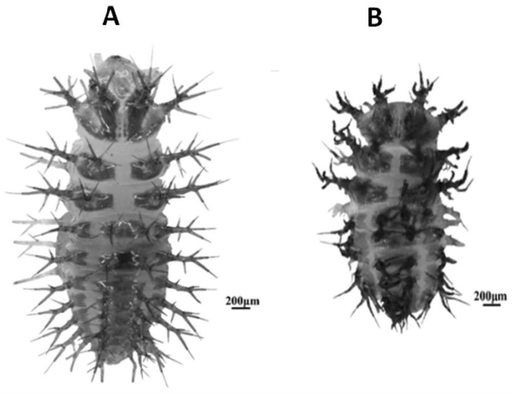 High lethal gene vatpase B and its application against ladybugs