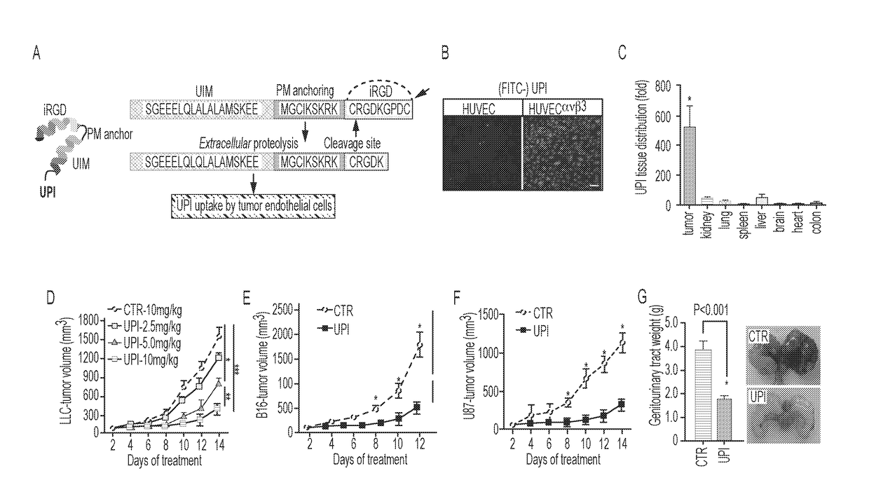 Ubiquitin interacting motif peptides as therapeutics