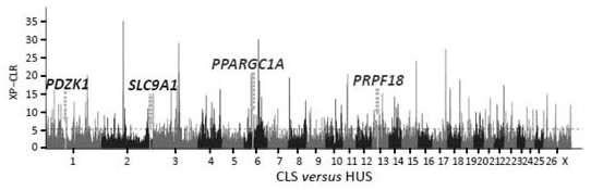 Gene Chip, Molecular Probe Combination, Kit and Application for Analyzing Sheep Wool Color