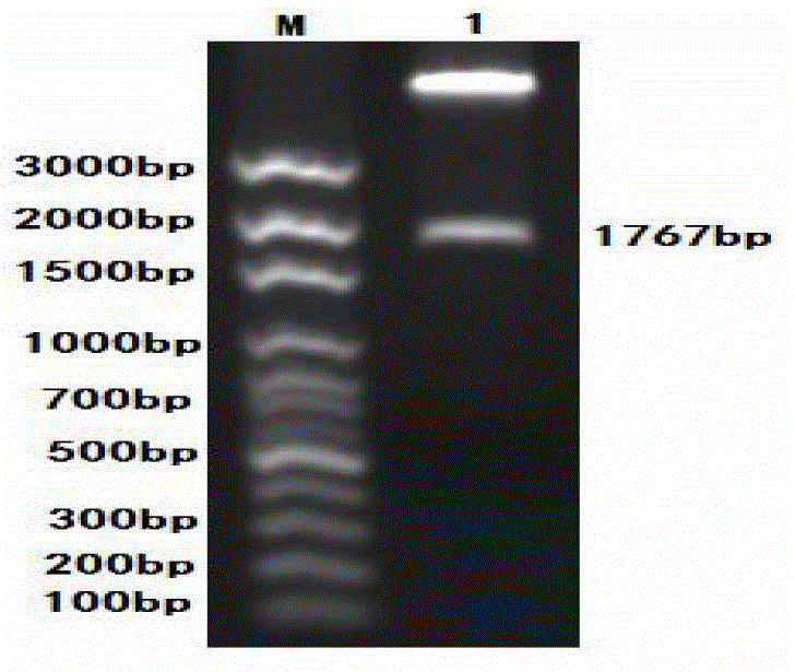 Preparation method of PCV2 (Porcine Circovirus2)-D