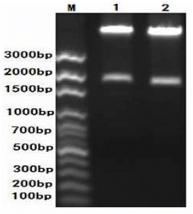 Preparation method of PCV2 (Porcine Circovirus2)-D