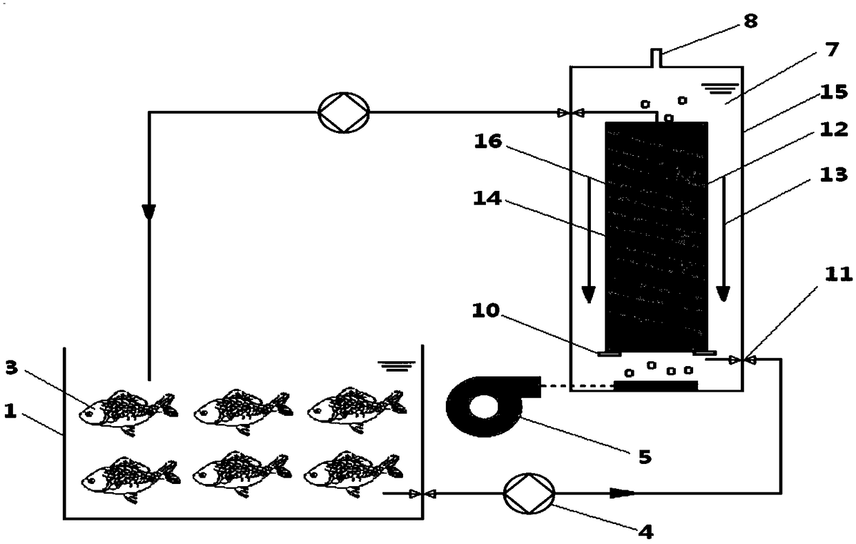 A fish-bacteria-algae symbiosis ecological breeding system and its operation method