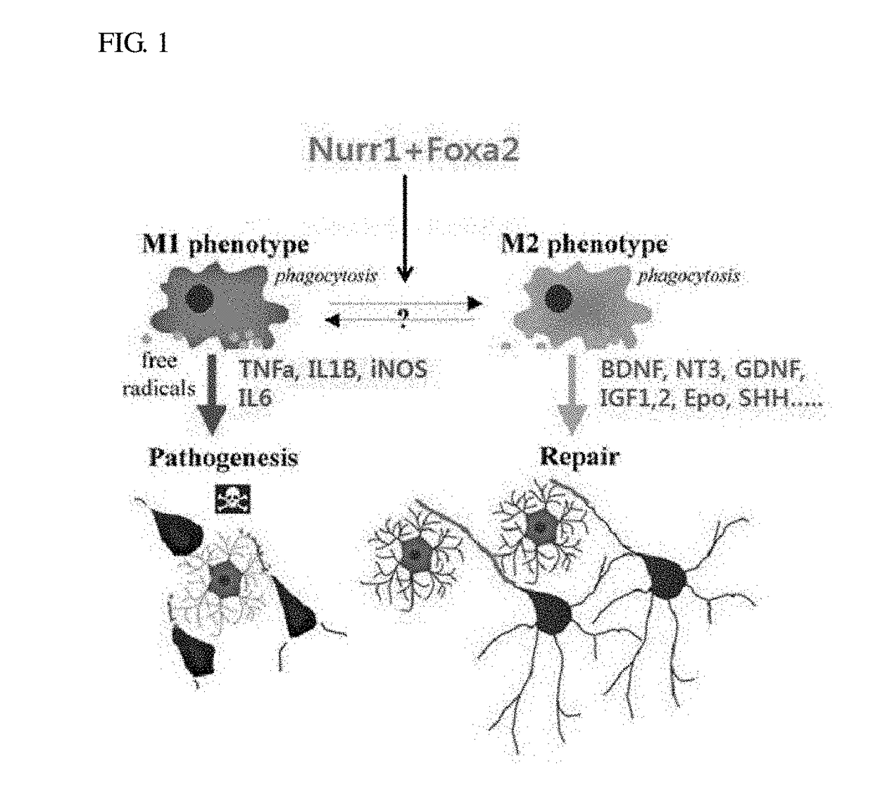 Therapeutic effects of nurr1 and foxa2 in inflammatory neurologic disorders by m1-to-m2 polarization of glial cells