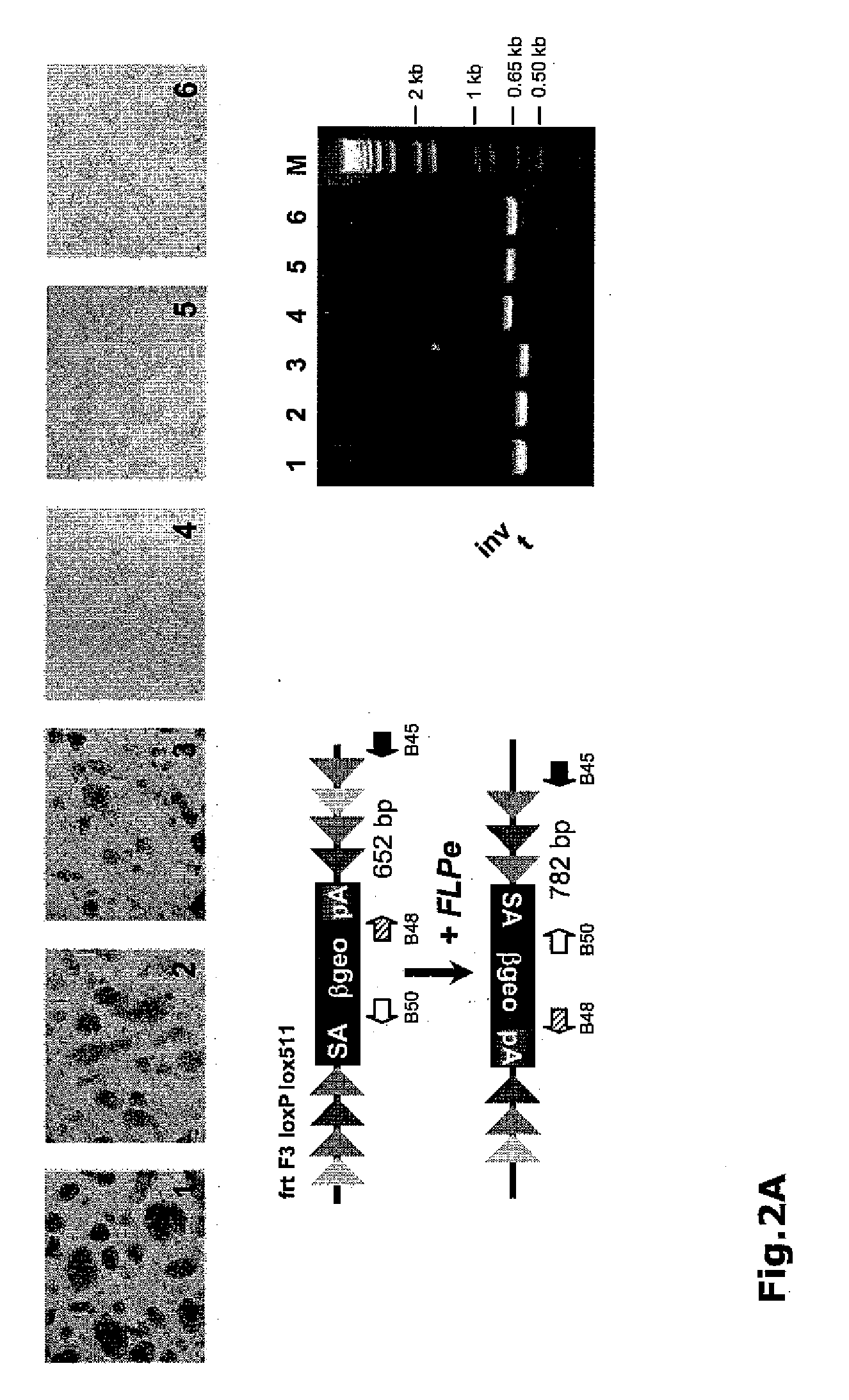 Gene trap cassettes for random and targeted conditional gene inactivation