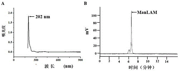 One group of nucleic acid aptamers capable of specifically identifying Beijing genotypes tuberculosis bacterial strain antigen and application of nucleic acid aptamers