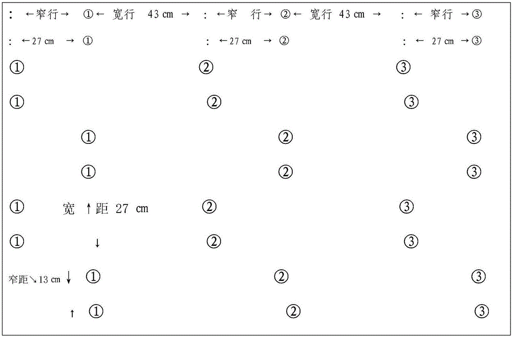 Wide-narrow row combined with wide-narrow spacing hole-staggered planting method for rice