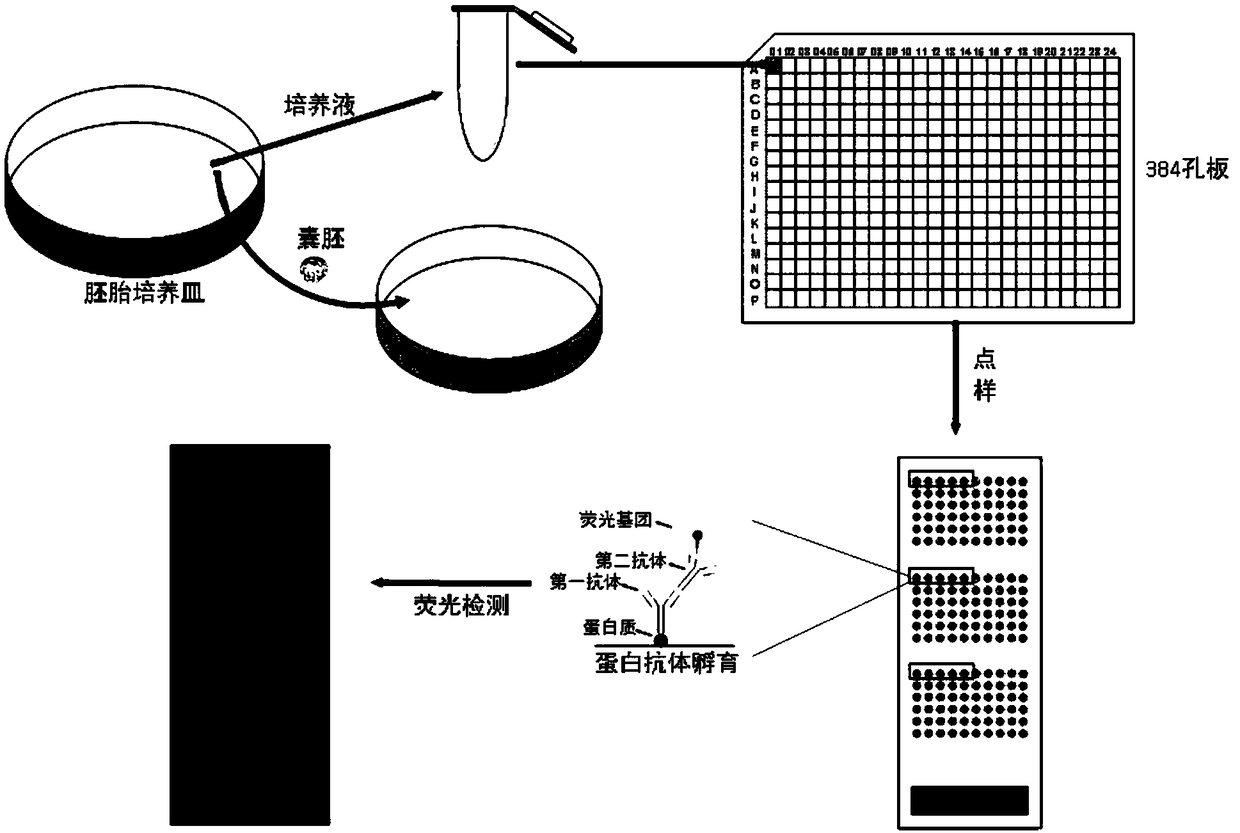 Method of judging quality of blastocyst by using protein chip