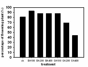 Method for adjusting flowering period of paphiopedilum micranthum