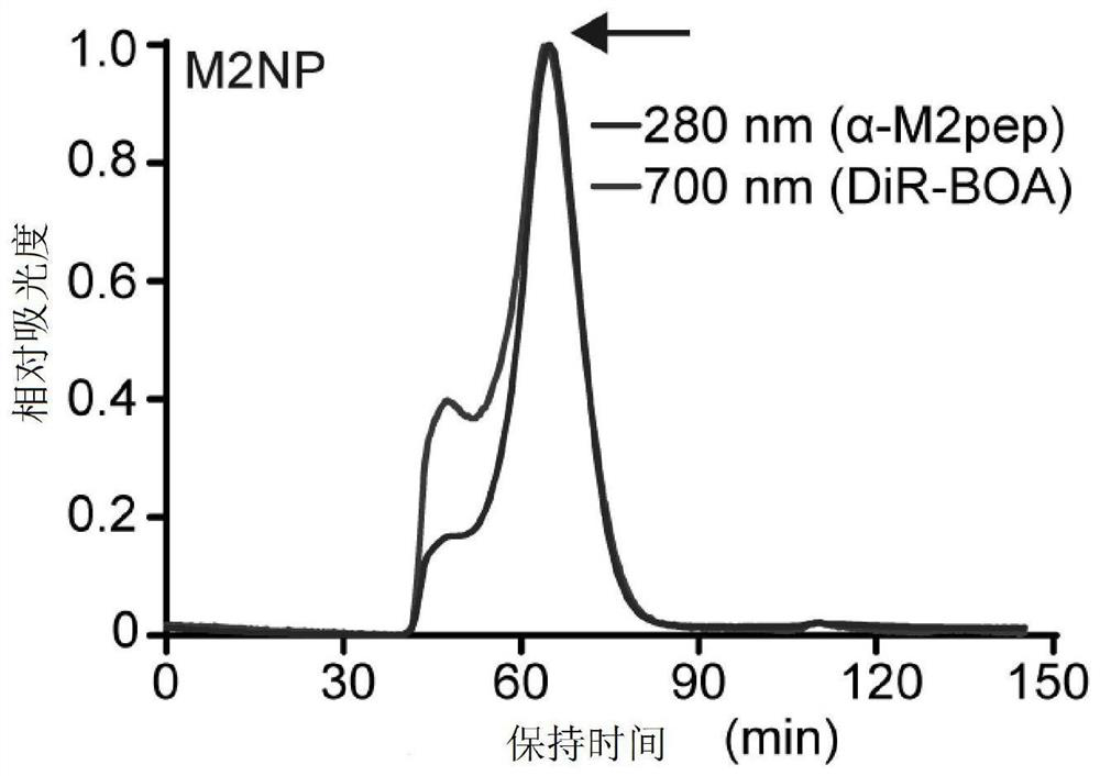 Tumor-associated macrophage dual-targeting polypeptide, nanoparticle, preparation and application