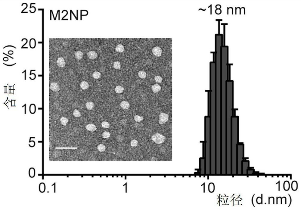 Tumor-associated macrophage dual-targeting polypeptide, nanoparticle, preparation and application