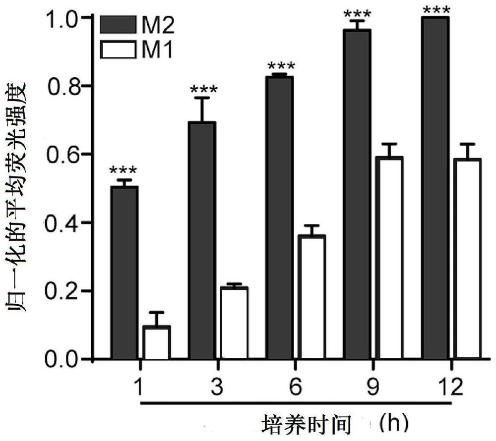 Tumor-associated macrophage dual-targeting polypeptide, nanoparticle, preparation and application