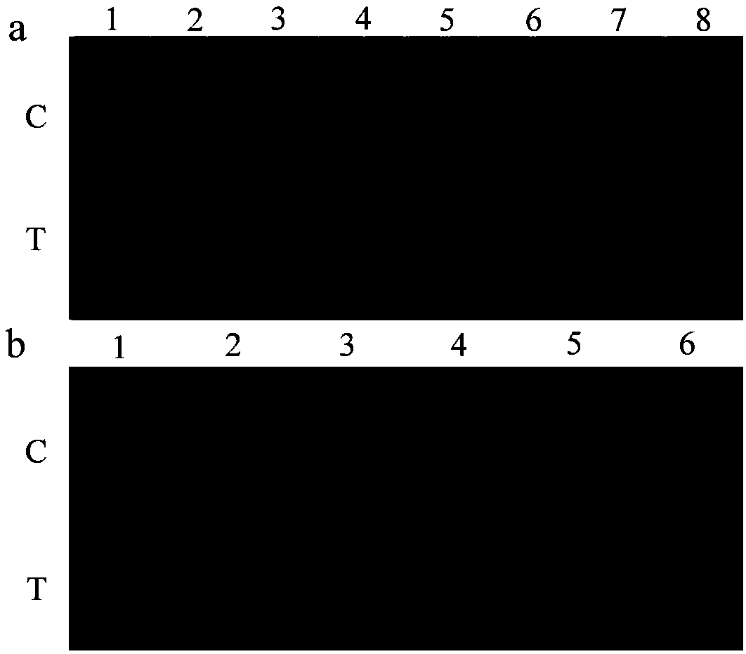 Method and application for detecting listeria monocytogene by combining isothermal amplification of recombinase polymerase and test strip