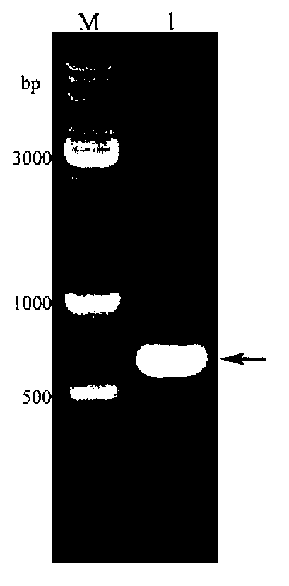 Expression and purification method for bombyx mori odorant binding protein (BmOBP2)