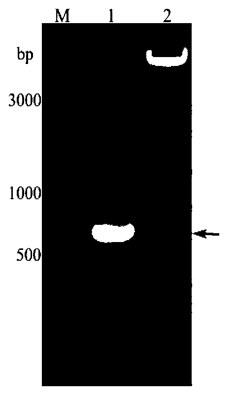 Expression and purification method for bombyx mori odorant binding protein (BmOBP2)