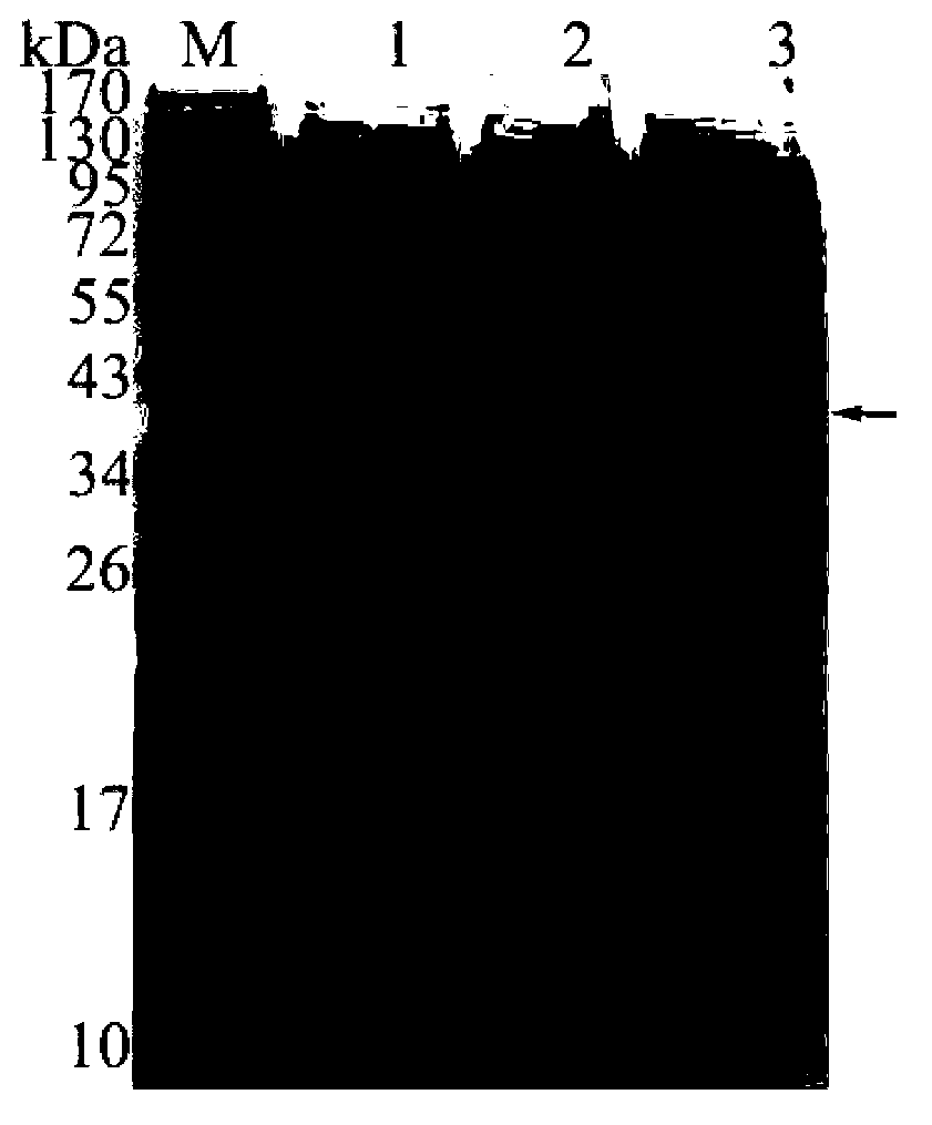 Expression and purification method for bombyx mori odorant binding protein (BmOBP2)