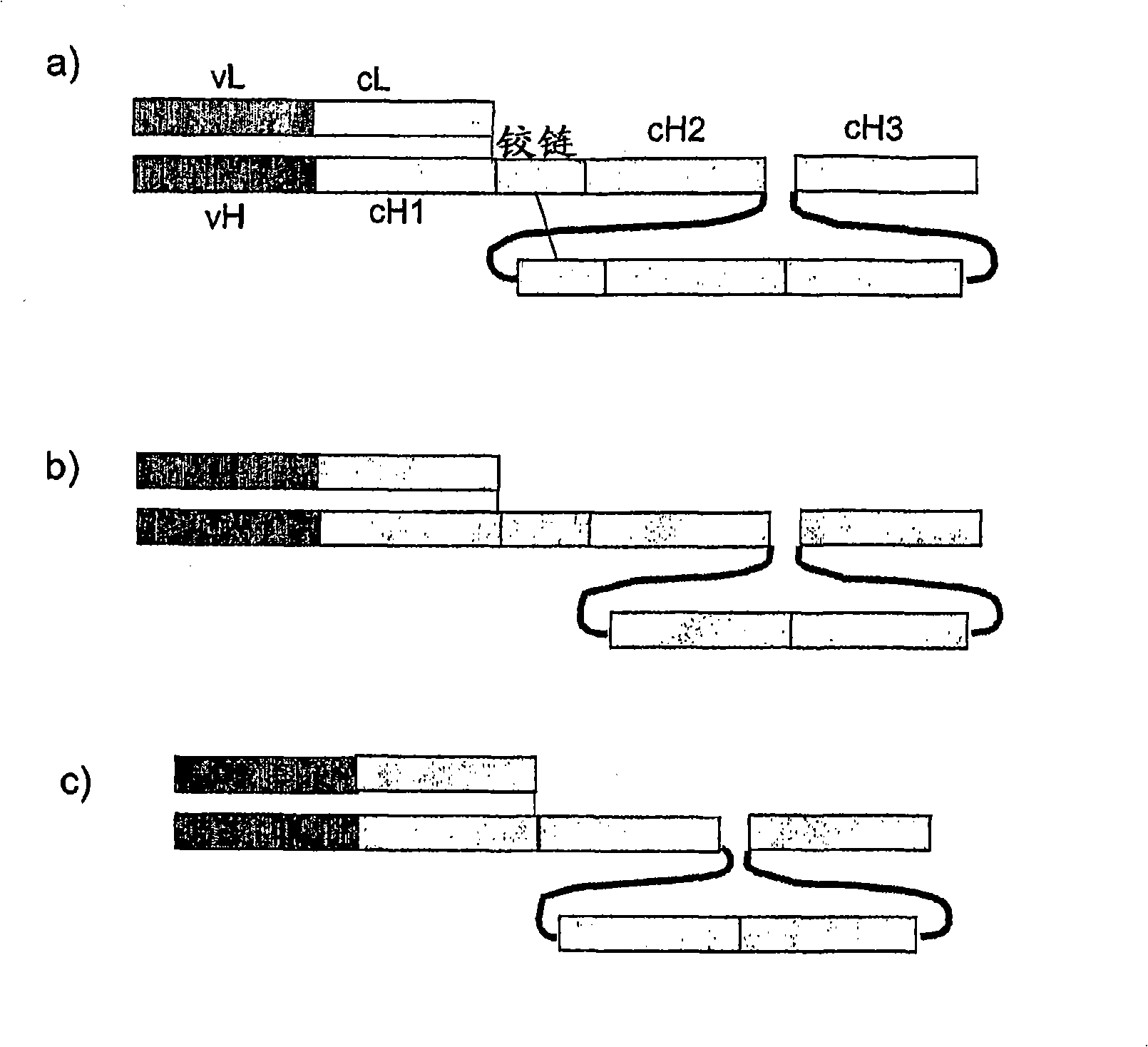 Single chain FC polypeptides