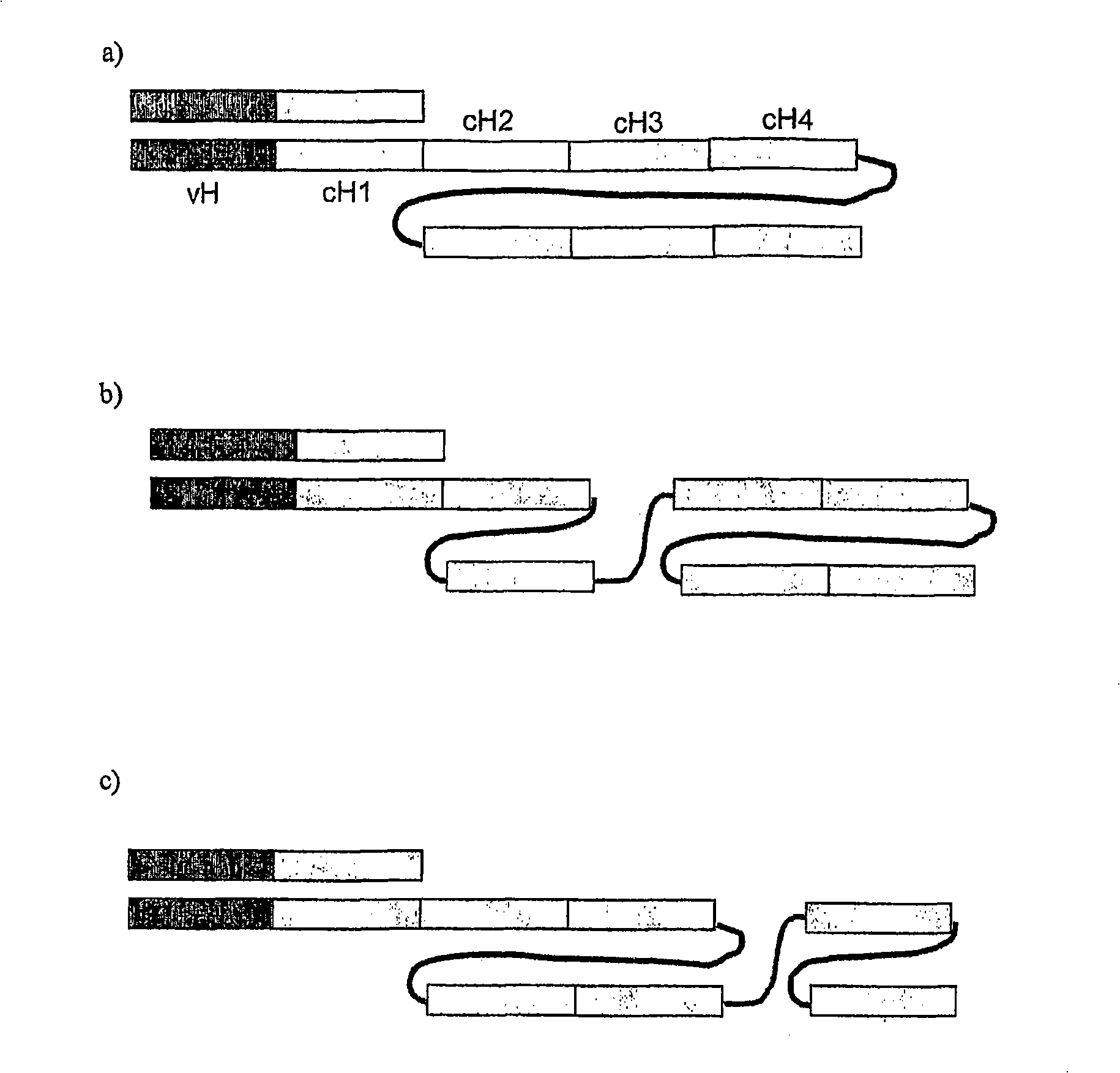 Single chain FC polypeptides