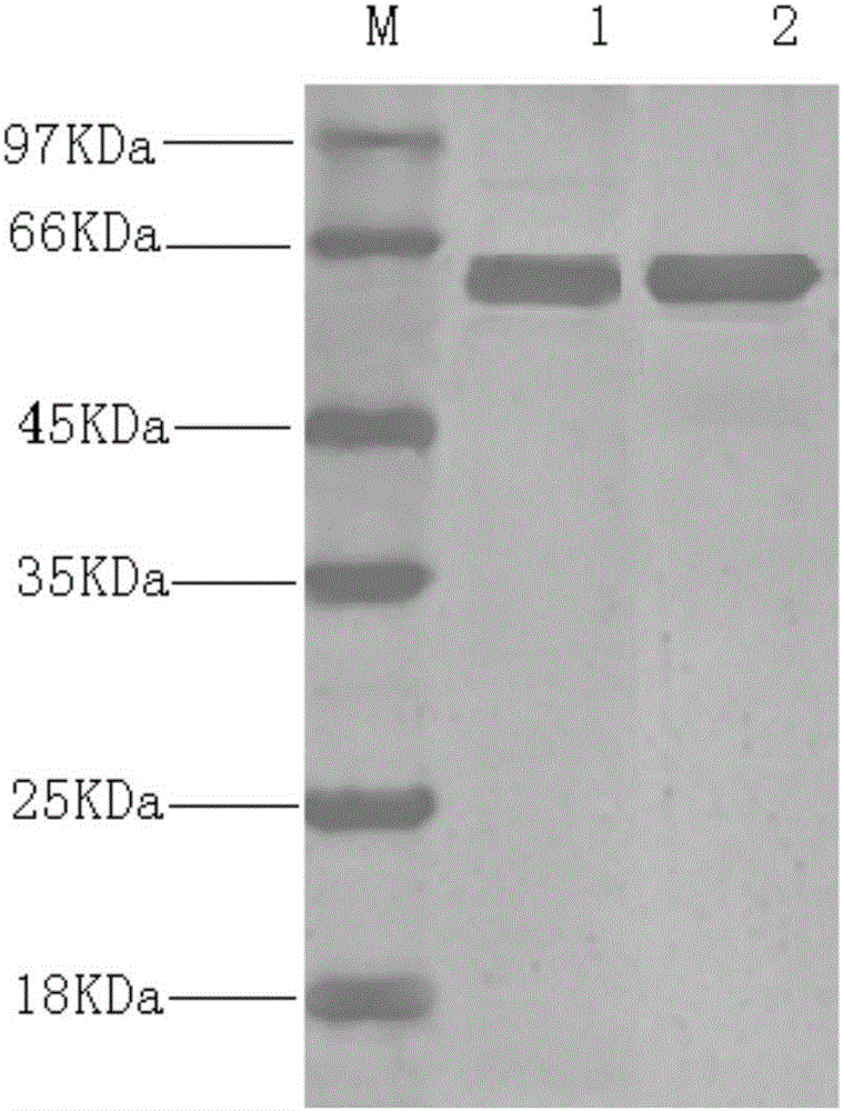 Porcine parvovirus, porcine epizootic diarrhea and Escherichia coli triple-antigen vaccine